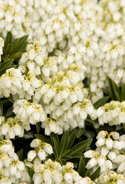 Pieris japonica 'Prelude'