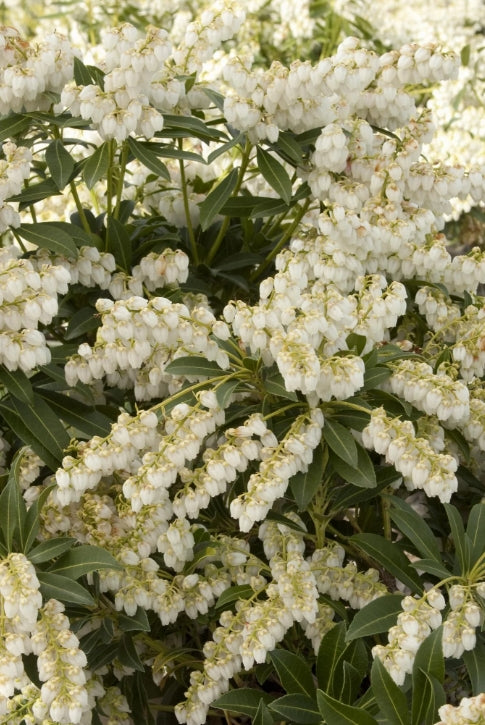 Pieris japonica 'Purity'
