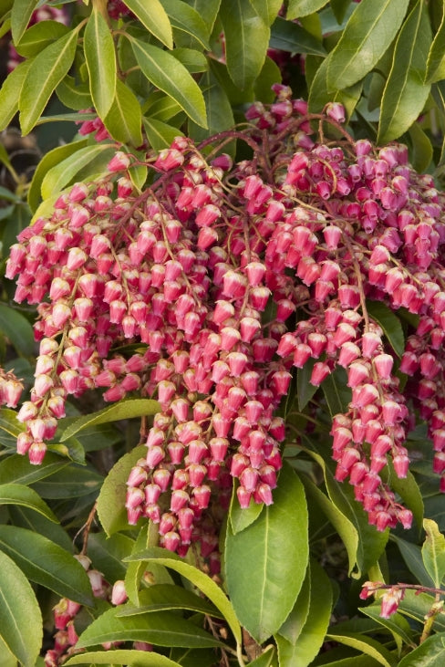 Pieris japonica 'Valley Valentine'