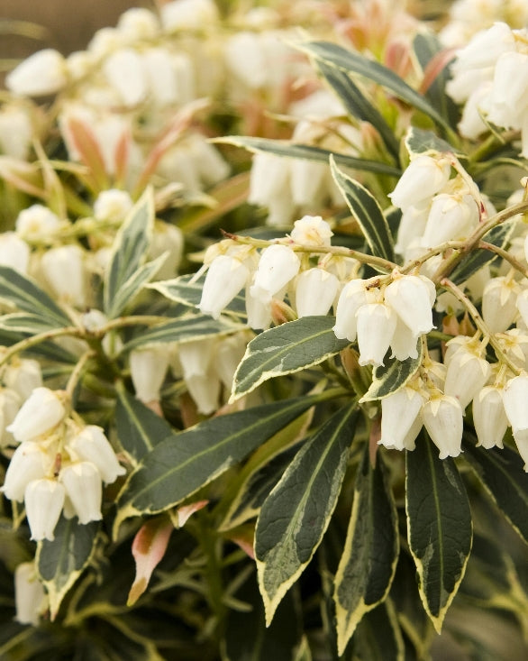 Pieris japonica 'Variegata'