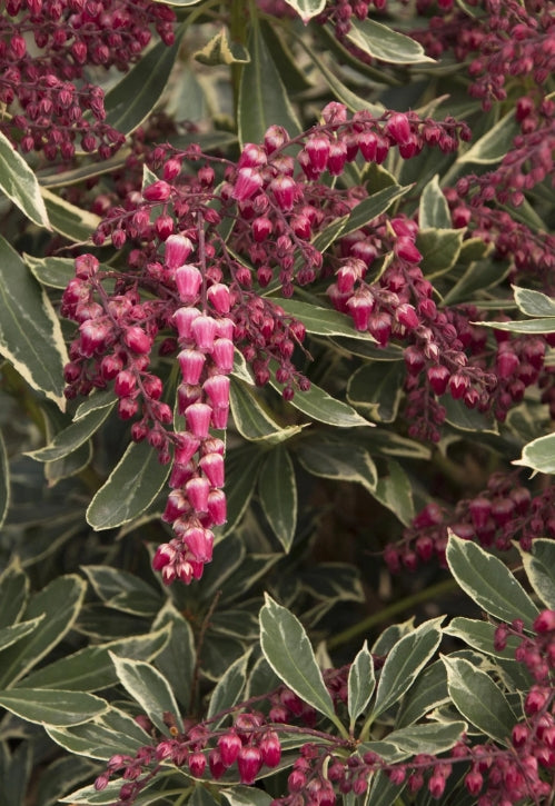 Pieris japonica PASSION PARTY™ Passion Frost PP19331