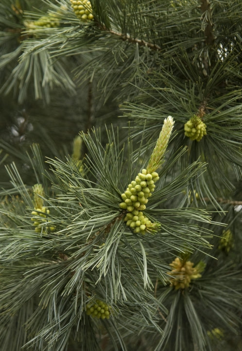 Pinus f. 'Vanderwolf's Pyramid'
