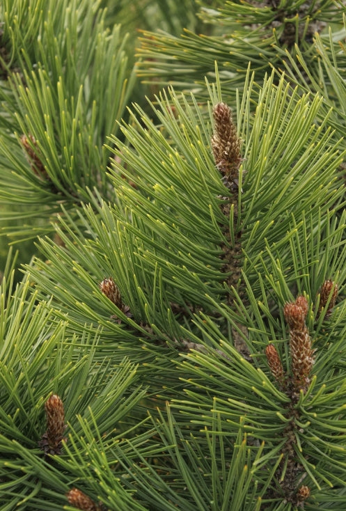Pinus h. leucodermis