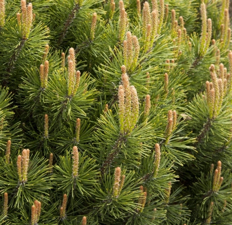 Pinus mugo 'Pumilio'