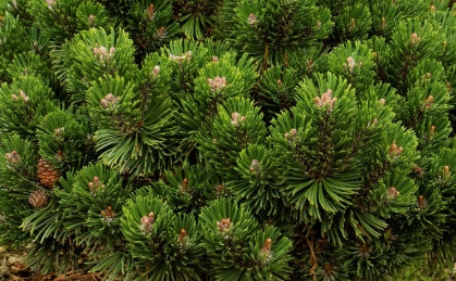 Pinus mugo 'Sherwood Compact
