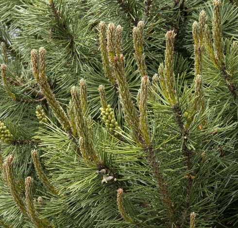 Pinus mugo 'Slowmound'