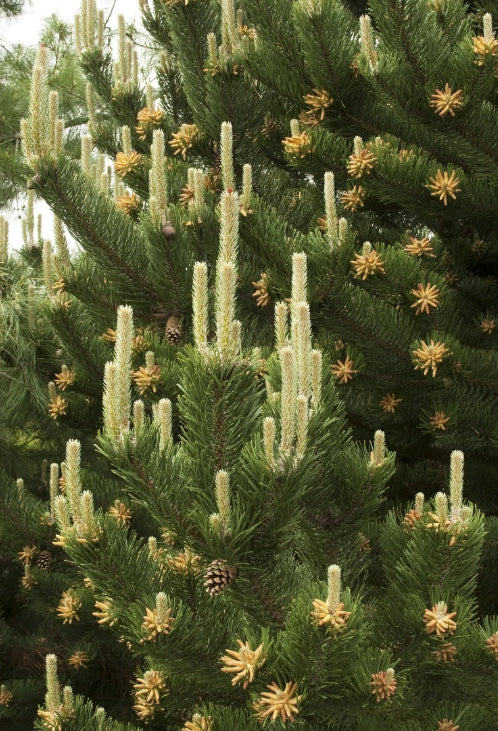 Pinus nigra 'Oregon Green' Poodle (BBP)
