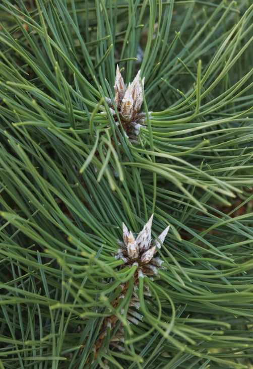 Pinus nigra (CG)