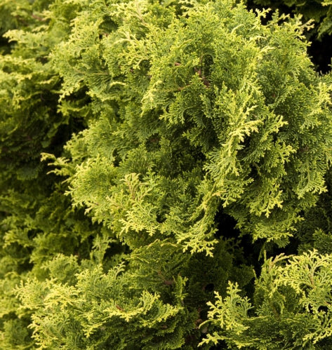 Pinus parviflora 'Tempelhof' (CG)