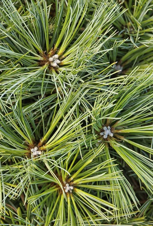 Pinus strobus 'Blue Shag'