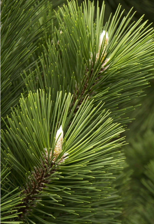 Pinus t. 'Thunderhead'
