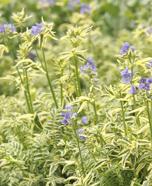 Polemonium 'Brise D'Anjou' PP9781