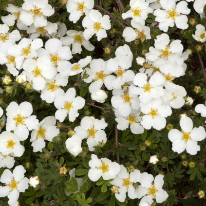 Potentilla f. 'Abbotswood'