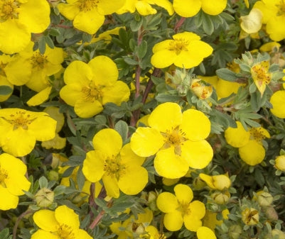 Potentilla f. 'Gold Star'