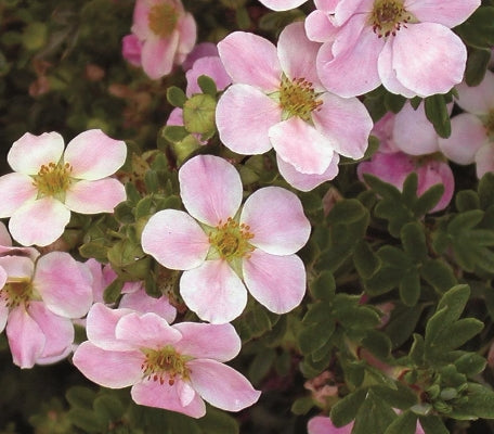 Potentilla f. 'Pink Beauty PP9874