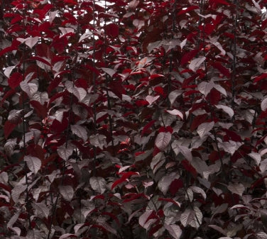 Prunus c. 'Krauter Vesuvius' (pink)