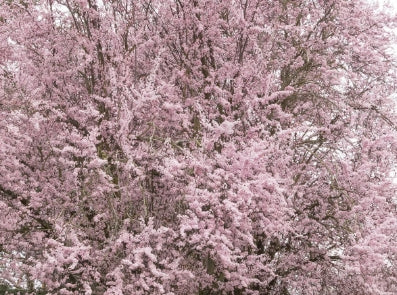 Prunus c. 'Thundercloud' (pink)