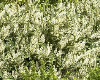 Prunus laur. 'Otto Luyken'