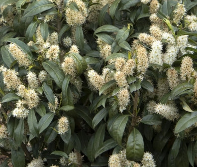 Prunus laurocerasus 'Chestnut Hill' PP24880 (CG)