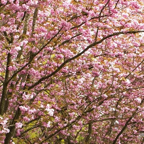 Prunus serr. 'Kwanzan' (pink)