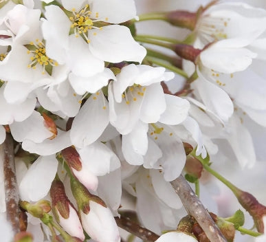 Prunus serr. 'Snow Fountains'® (white) (CG)