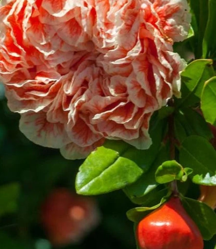 Punica granatum 'California Sunset'