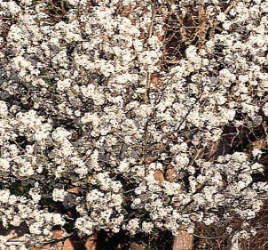 Pyrus ca. 'Cleveland Select' (white)