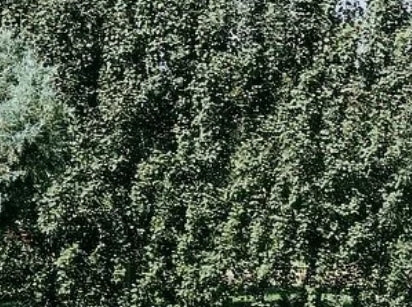 Populus t. 'Erecta'
