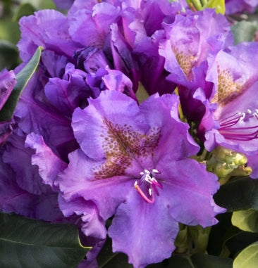 Rhod. 'Lee's Dark Purple' (purple)- H-2