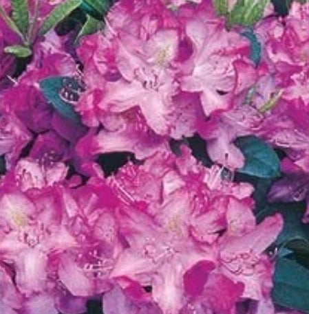 Rhod. 'Minnetonka' (purple)- H-1