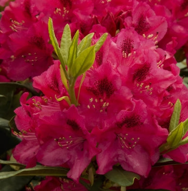 Rhod. 'Nova Zembla' (red)- H-1