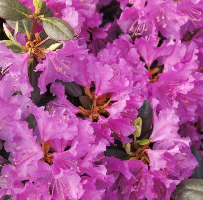 Rhod. 'PJM' (lavender/pink)- H-1