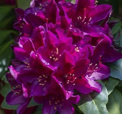 Rhod. 'Polarnacht' (purple)- H-2
