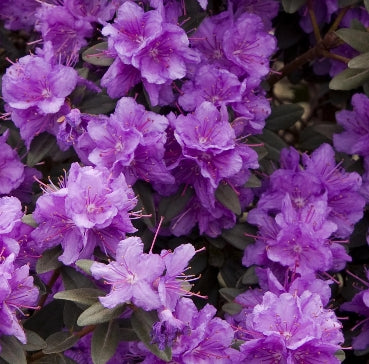 Rhod. 'Ramapo' (purple)- H-1