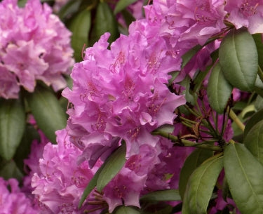Rhod. 'Roseum Elegans' (pink)- H-1