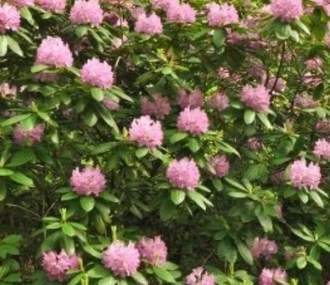 Rhod. 'Roseum Pink' (pink)- H-1