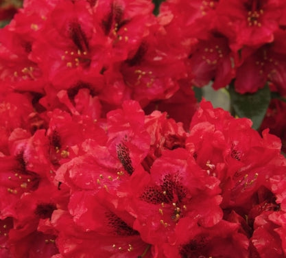 Rhod. 'Trilby' (red)- H-2