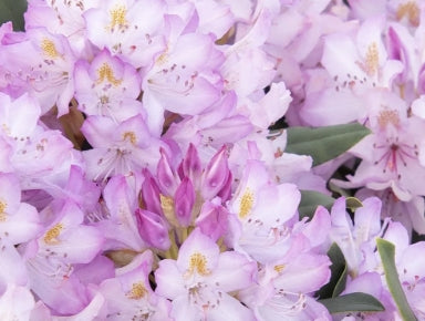 Rhod. max. 'Roseum' (light pink)- H-1
