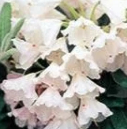 Rhod. yak. 'Crete' (purple-white)- H-2