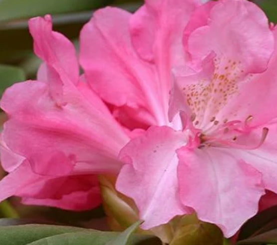 Rhod. yak. 'Yaku Prince' (pink/blush)- H-2