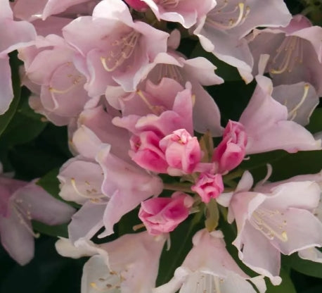 Rhod. yak. 'Yaku Princess' (pink/blush)- H-2