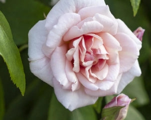 Rosa climb. 'Cecile Brunner' (pink)
