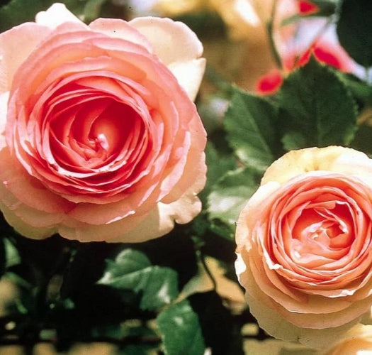 Rosa climb. EDEN CLIMBER® (cream/pink)