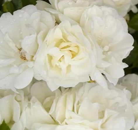 Rosa flor. 'Iceberg' (white)