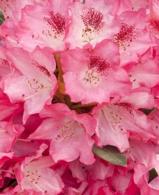 Rhod. 'Anna Rose Whitney' (pink)- H-3