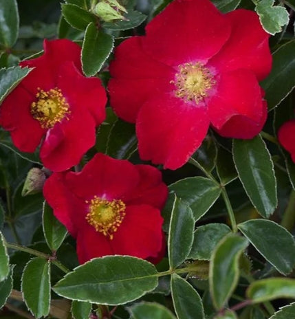 Rosa gc. 'Flower Carpet'®- Red PP11308