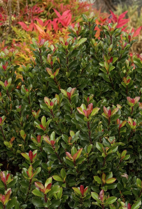 Rhaphiolepis umbellata 'Minor'