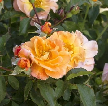 Rosa gc. FLOWER CARPET® Amber PPAF