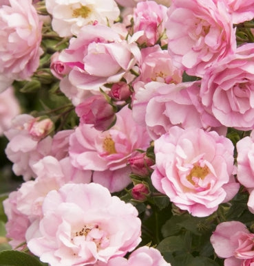 Rosa gc. FLOWER CARPET® Appleblossom PP10239 (light pink)