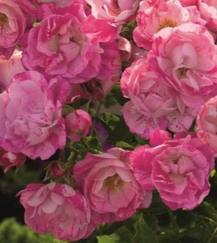 Rosa gc. FLOWER CARPET® Pink Splash PPAF (variegated pink)